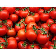 Помидоры томаты в Молдове фотография