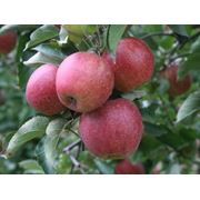 Яблоки летних солтов из Молдовы фотография