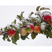 Яблоки зимние фотография