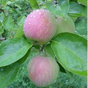 Яблоки из Молдавии фото