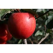 Яблоки летние в Молдове фотография