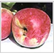 Яблоки сорт Florina фото