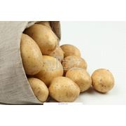 Картофель среднепоздний фото