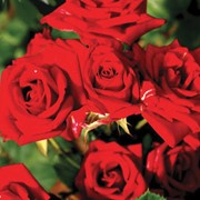 Саженцы роз сорта Нина Вейбул