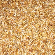 Зерно пшеницы пророщенное дробленое