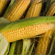 Кукуруза с сыром фото