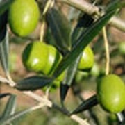Зеленые оливки фото
