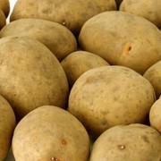 Картофель свежий, купить картошку в Луцке фото