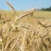 Семена озимой пшеницы “Памяти Ремесла“ элита фотография