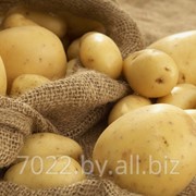 Картофель продовольственный поздних сортов фото