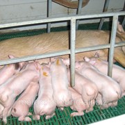 Свиноматки фото
