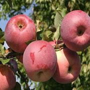 яблоки флорина фото