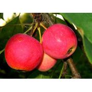 Яблоки свежие из Молдовы фотография