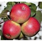 Яблоки на экспорт фотография