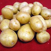 Картофель семенной среднеранний НИКИТА фото
