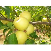 Яблоки зимних сортов Голден. фото