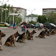 Дрессировка собак в Омске фото