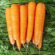 Семена моркови гибридной Матч F1 100000 семян фотография