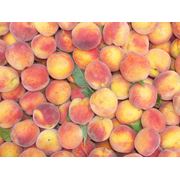 Цена на персик из Молдавии фото