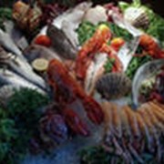 Живые морепродукты фото