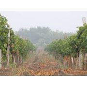 Виноградники под „ключ“ фото