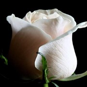 Розы Белые 100 см фотография