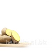 Картофель семенной Рикея первая РС фото