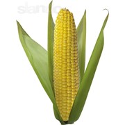 Насіння кукурудзи Сіско фото