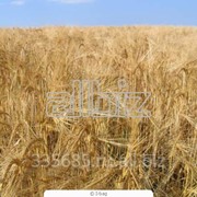 Пшеница мягких сортов фото