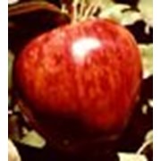 Яблоки RED KING OREGON фото
