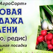 Лук перо, Редис, укроп, петрушка и т,д. фотография