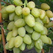 Виноград плодовый Мускат Ливадии фото