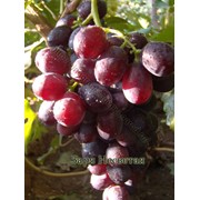 Саженцы винограда Заря Несветая фото