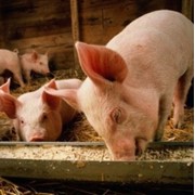 Миксвит для откорма свиней с 40 до 70кг фотография