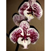 Орхидея БИГ ЛИПС фото