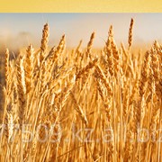 Пшеница всех классов фото