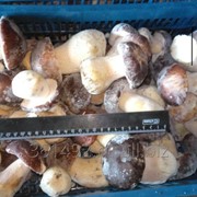 Белые грибы свежемороженные