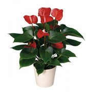 Антуриум - цветок любви, мужское счастье. Растения комнатные. фото
