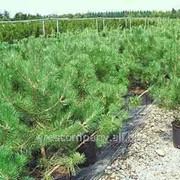 Сосна Черная Pinus nigra 80-100 B