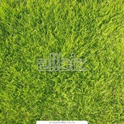 Свежие травы EGT 130BE, EGT 240BE, EGT 320BE, EGT 420BE, EGT 510BE фотография