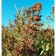 Семена Суданской травы сорт “Днепровская“. Всхожесть 96%. Большые скидки при оптовых заказах фотография