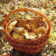 Корзинки для грибов фотография
