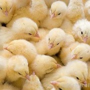 Цыплята-бройлеры фото