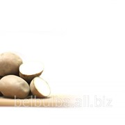 Картофель семенной Рокко 2 репродукции фотография