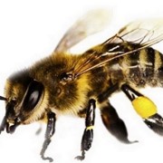 Препарат противомикробный для пчел фотография