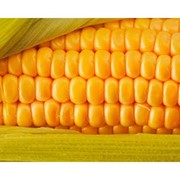 Семена кукурузы Оржица 237 МВ /Насіння кукурудзи оржиця 237 МВ фотография
