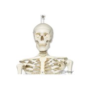 Модель скелета Stan , подвешиваемая на 5-рожковой роликовой стойке 1000028 фото