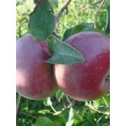 Саженцы яблони Росавка фото