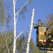 Кронирование деревьев фотография