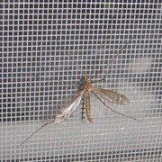 Борьба с комарами фотография